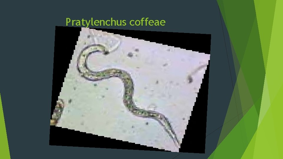 Pratylenchus coffeae 