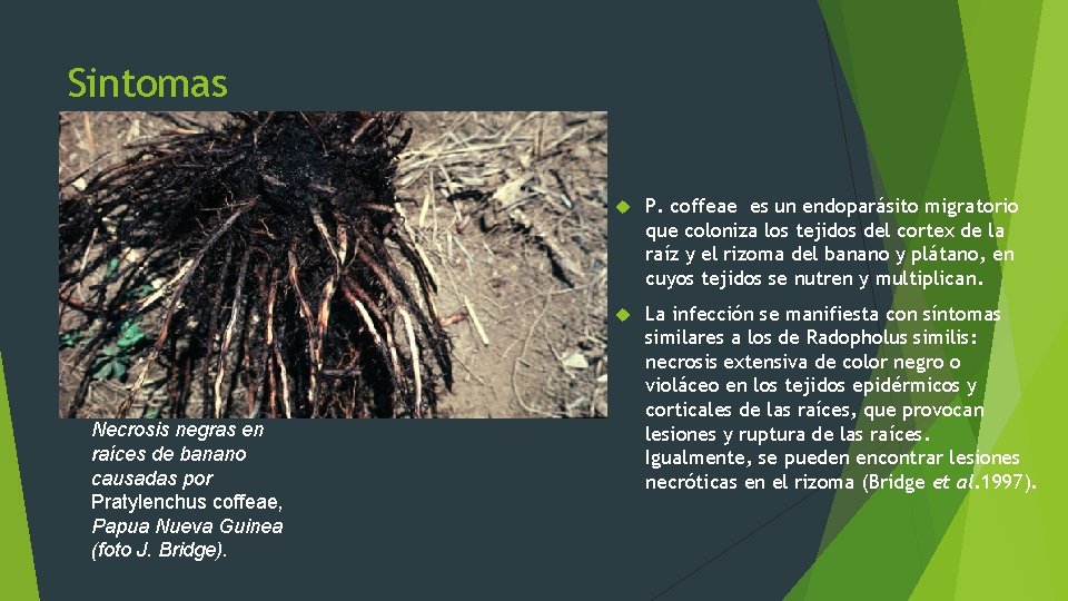Sintomas Necrosis negras en raíces de banano causadas por Pratylenchus coffeae, Papua Nueva Guinea
