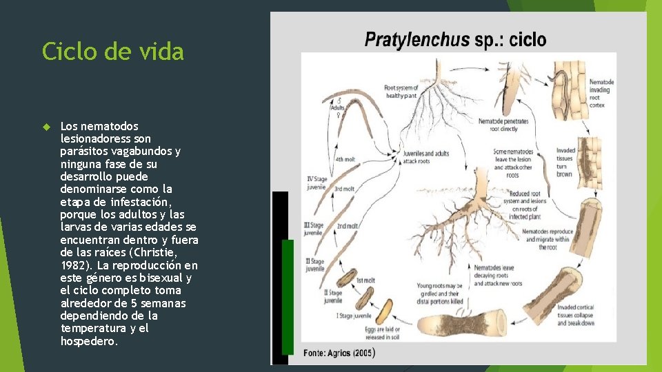 Ciclo de vida Los nematodos lesionadoress son parásitos vagabundos y ninguna fase de su