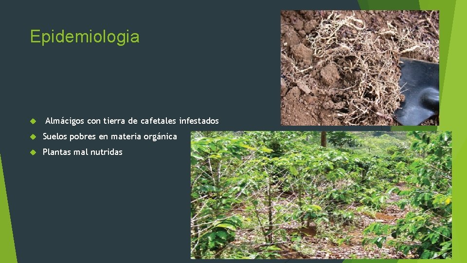 Epidemiologia Almácigos con tierra de cafetales infestados Suelos pobres en materia orgánica Plantas mal