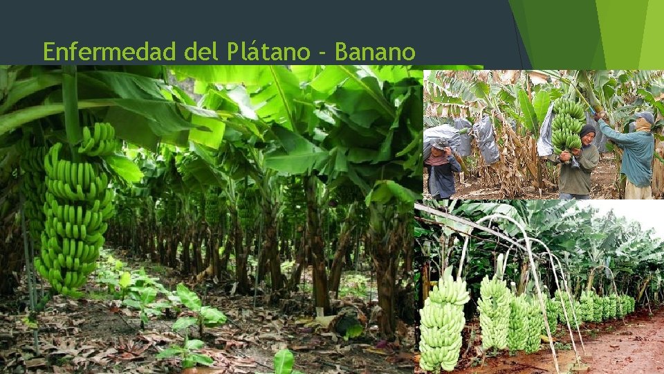 Enfermedad del Plátano - Banano 