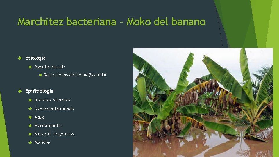 Marchitez bacteriana – Moko del banano Etiología Agente causal: Ralstonia solanacearum (Bacteria) Epifitiologia Insectos
