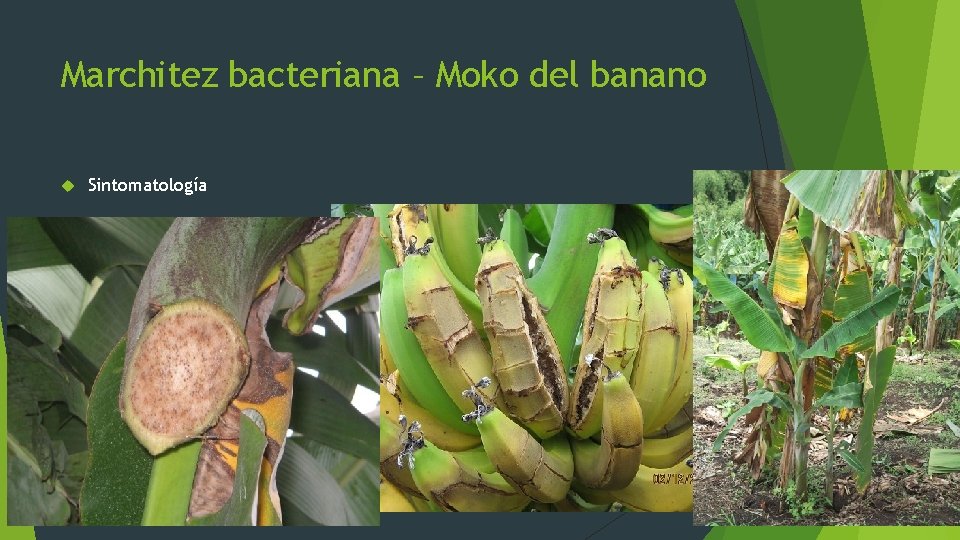 Marchitez bacteriana – Moko del banano Sintomatología 