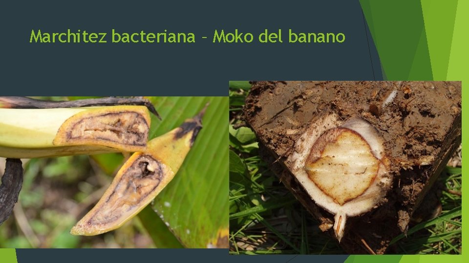Marchitez bacteriana – Moko del banano 