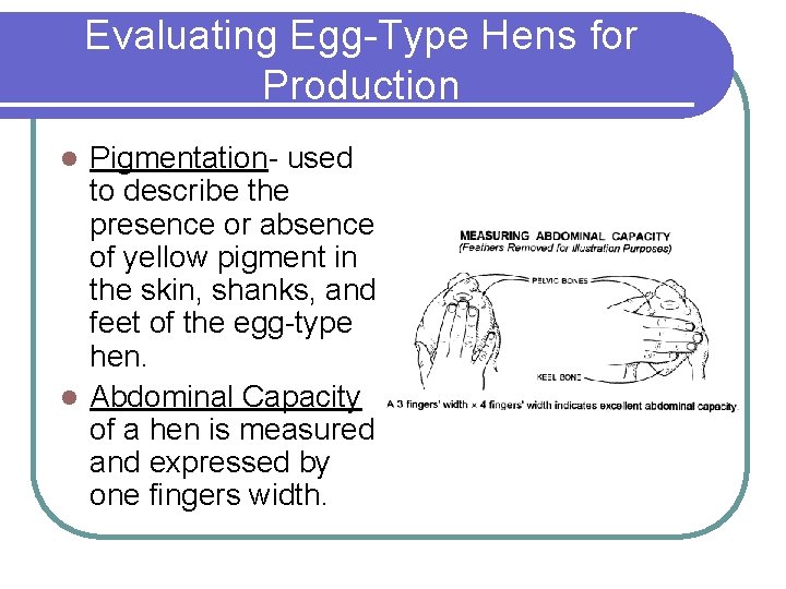 Evaluating Egg-Type Hens for Production Pigmentation- used to describe the presence or absence of