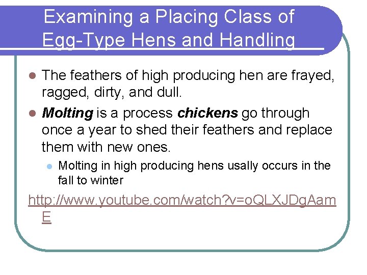 Examining a Placing Class of Egg-Type Hens and Handling The feathers of high producing