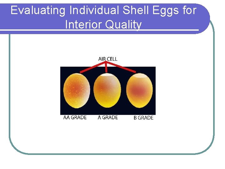 Evaluating Individual Shell Eggs for Interior Quality 