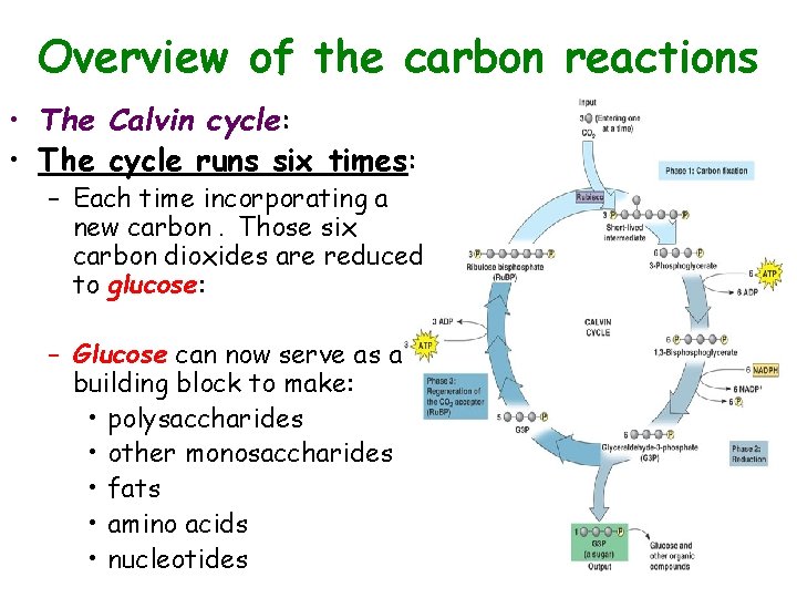 Plant Physiology Talk Seven Photosynthesis Photosynthesis One Of
