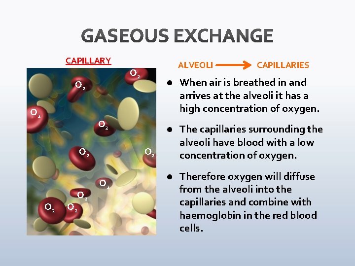CAPILLARY O 2 O 2 ALVEOLI O 2 O 2 O 2 l When