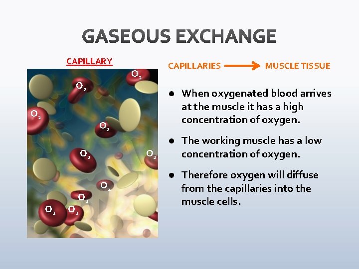 CAPILLARY O 2 O 2 CAPILLARIES l When oxygenated blood arrives at the muscle