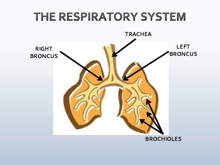 TRACHEA RIGHT BRONCUS LEFT BRONCUS BROCHIOLES 