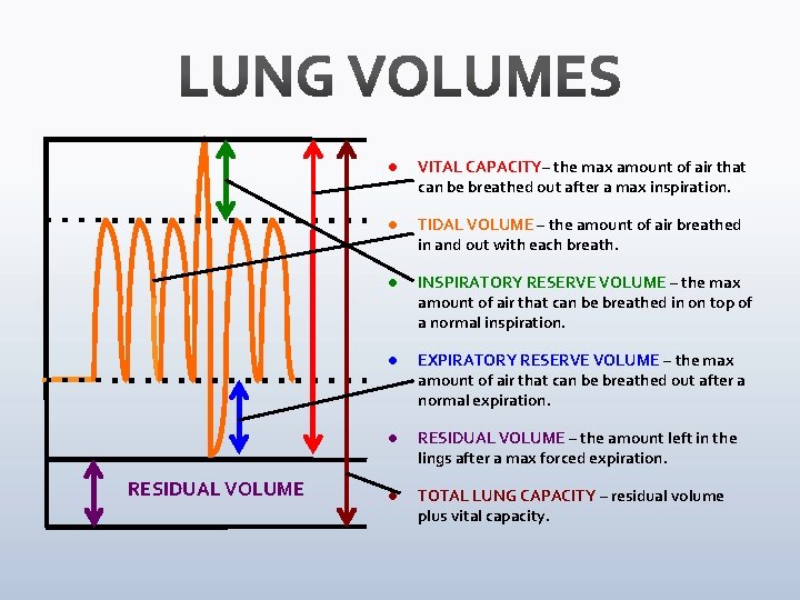 RESIDUAL VOLUME l VITAL CAPACITY– the max amount of air that can be breathed
