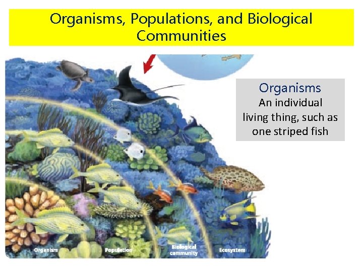 Organisms, Populations, and Biological Communities Organisms An individual living thing, such as one striped