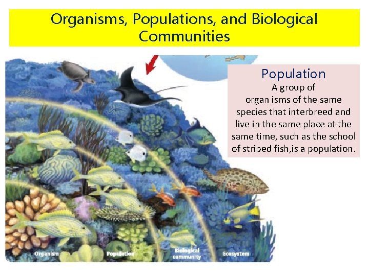 Organisms, Populations, and Biological Communities Population A group of organ isms of the same