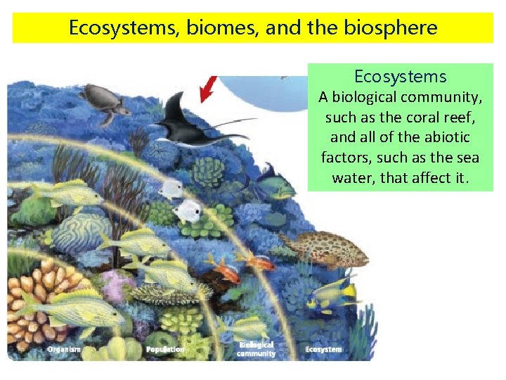 Ecosystems, biomes, and the biosphere Ecosystems A biological community, such as the coral reef,