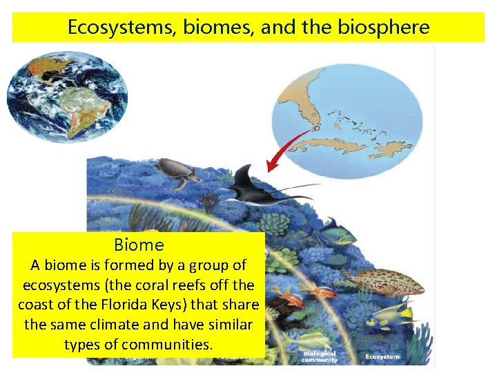 Ecosystems, biomes, and the biosphere Biome A biome is formed by a group of