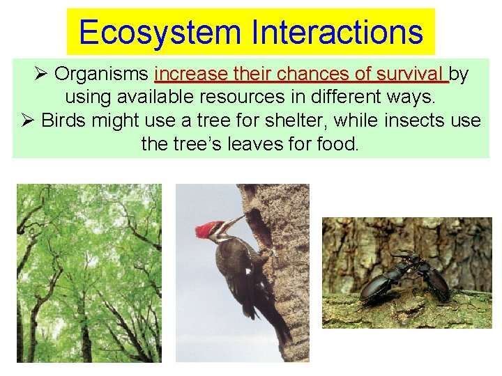 Ecosystem Interactions Ø Organisms increase their chances of survival by using available resources in