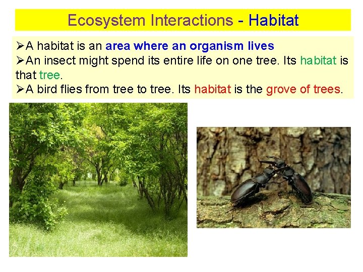 Ecosystem Interactions - Habitat ØA habitat is an area where an organism lives ØAn