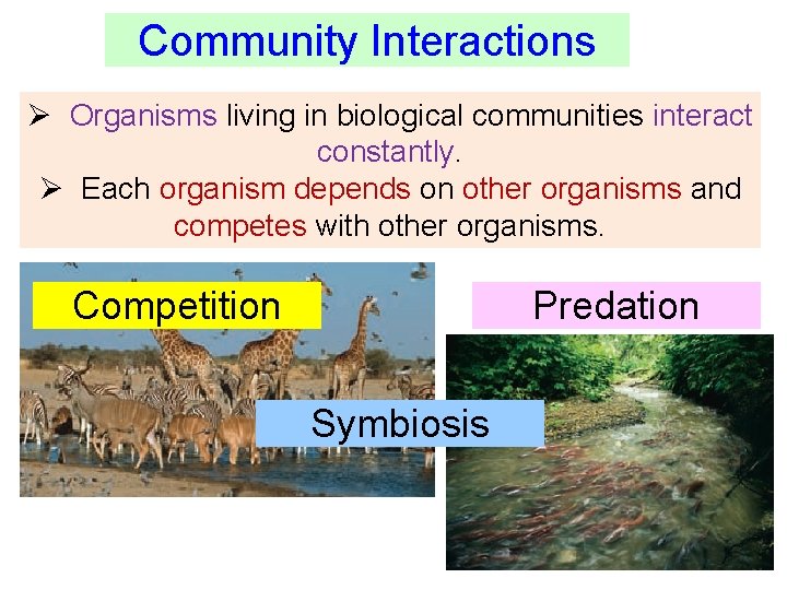 Community Interactions Ø Organisms living in biological communities interact constantly. Ø Each organism depends