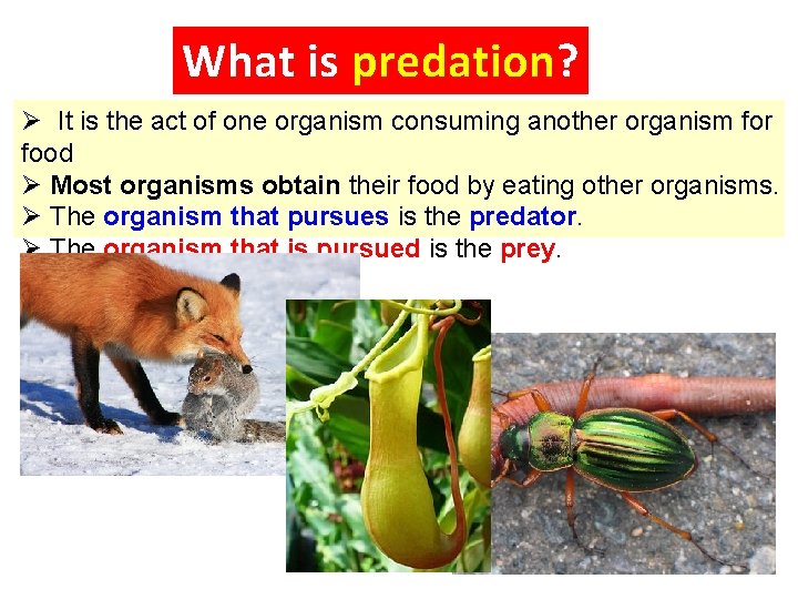 What is predation? Ø It is the act of one organism consuming another organism