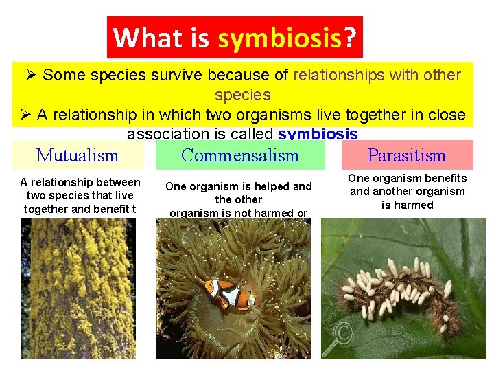 What is symbiosis? Ø Some species survive because of relationships with other species Ø