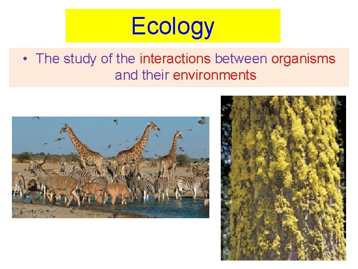 Ecology • The study of the interactions between organisms and their environments 