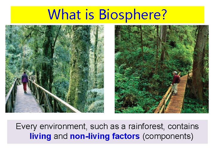 What is Biosphere? Every environment, such as a rainforest, contains living and non-living factors