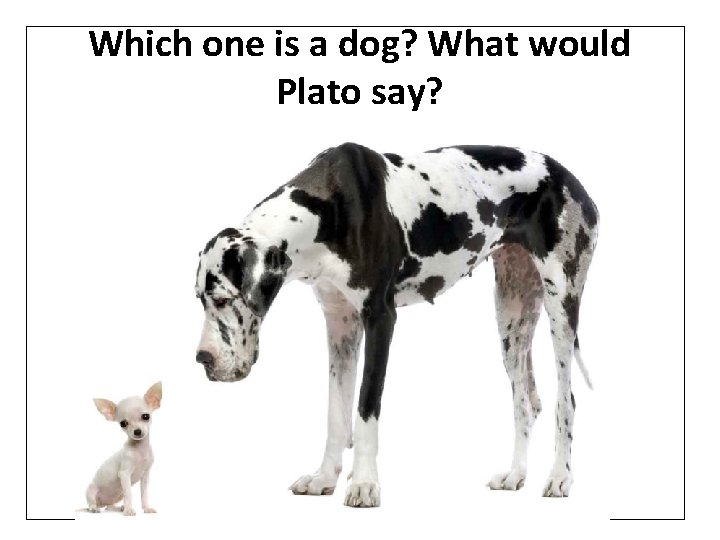 Which one is a dog? What would Plato say? 