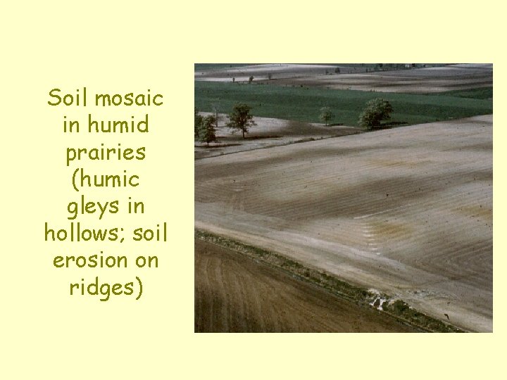 Soil mosaic in humid prairies (humic gleys in hollows; soil erosion on ridges) 