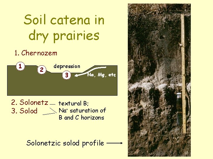 Soil catena in dry prairies 1. Chernozem 1 2 2. Solonetz 3. Solod depression