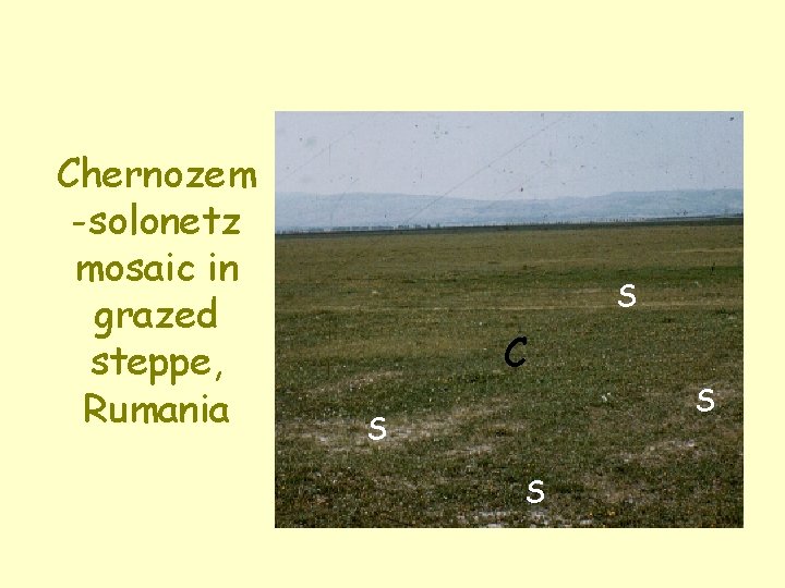 Chernozem -solonetz mosaic in grazed steppe, Rumania S C S S S 
