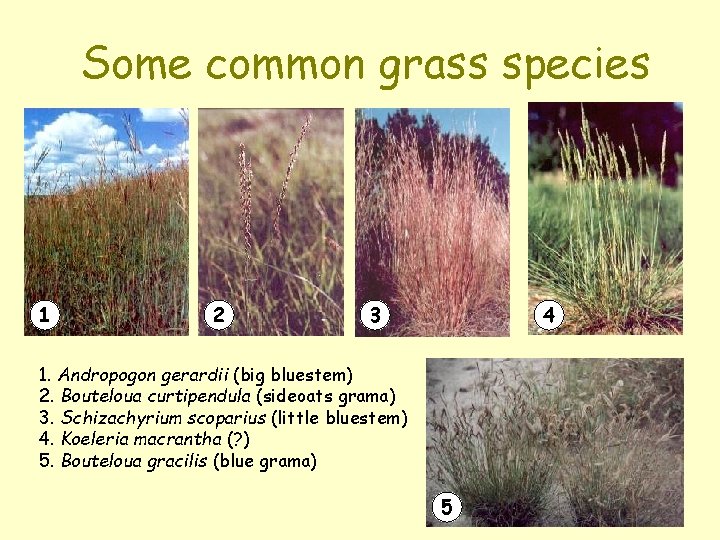 Some common grass species 1 2 3 4 1. Andropogon gerardii (big bluestem) 2.