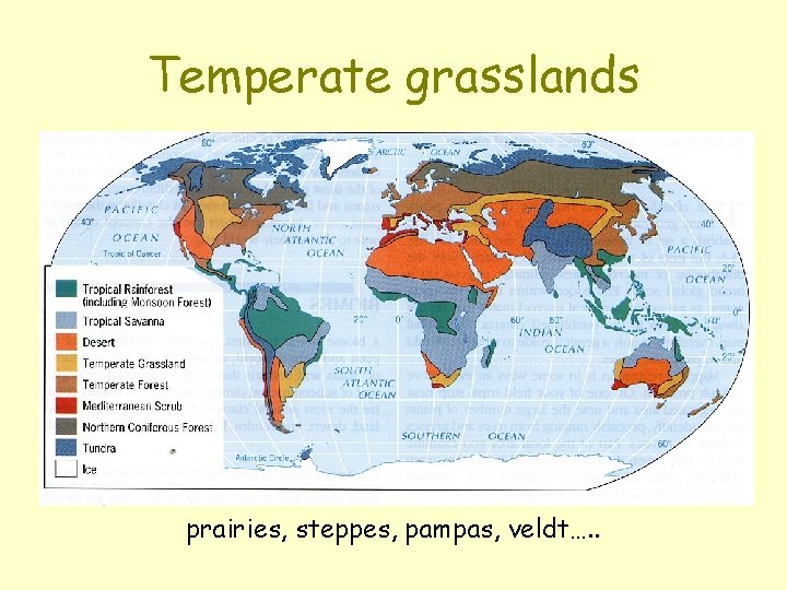 Temperate grasslands prairies, steppes, pampas, veldt…. . 