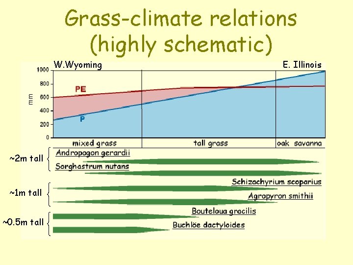 Grass-climate relations (highly schematic) W. Wyoming ~2 m tall ~1 m tall ~0. 5