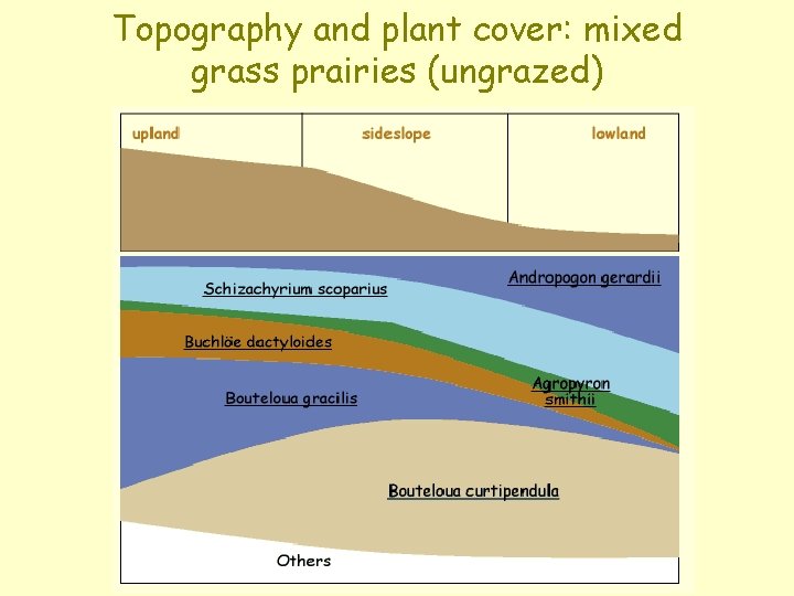 Topography and plant cover: mixed grass prairies (ungrazed) 