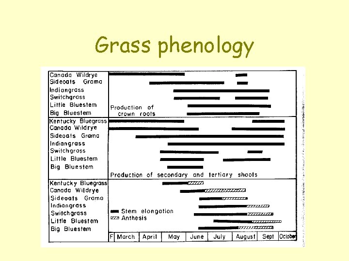 Grass phenology 