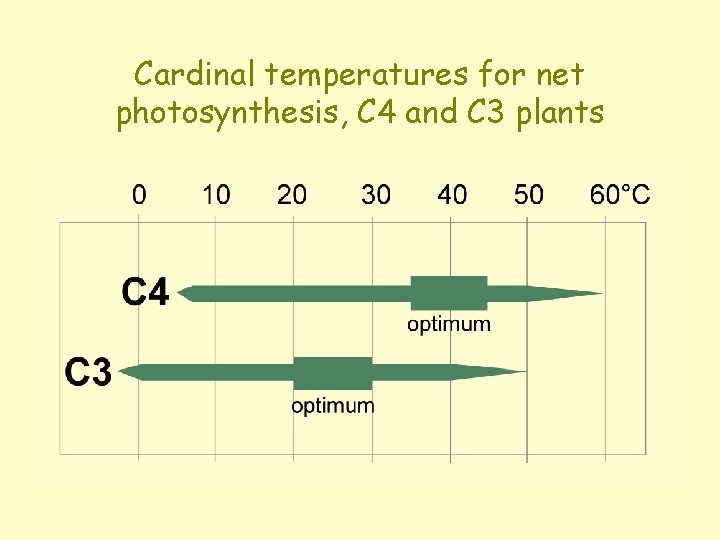 Cardinal temperatures for net photosynthesis, C 4 and C 3 plants 