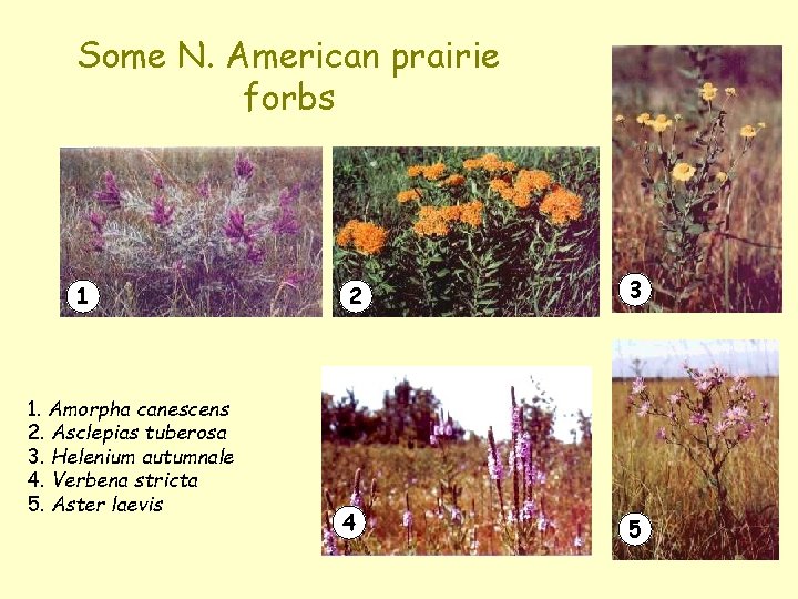 Some N. American prairie forbs 1 1. Amorpha canescens 2. Asclepias tuberosa 3. Helenium