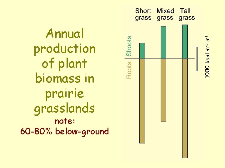 note: 60 -80% below-ground 1000 kcal m-2 a-1 Annual production of plant biomass in