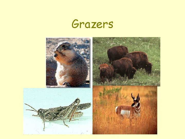 Grazers 