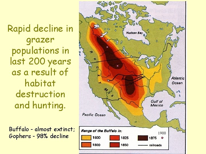 Rapid decline in grazer populations in last 200 years as a result of habitat