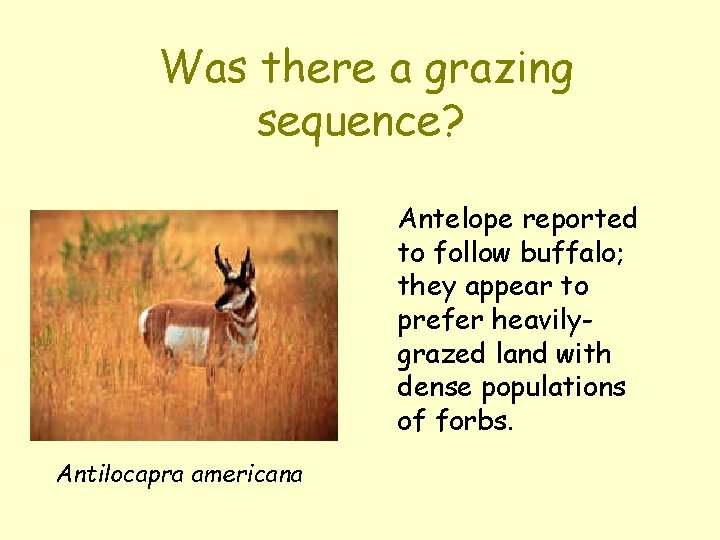 Was there a grazing sequence? Antelope reported to follow buffalo; they appear to prefer Was there a grazing sequence? Antelope reported to follow buffalo; they appear to prefer