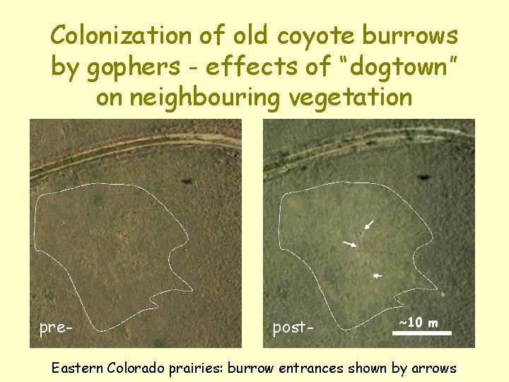 Colonization of old coyote burrows by gophers - effects of “dogtown” on neighbouring vegetation