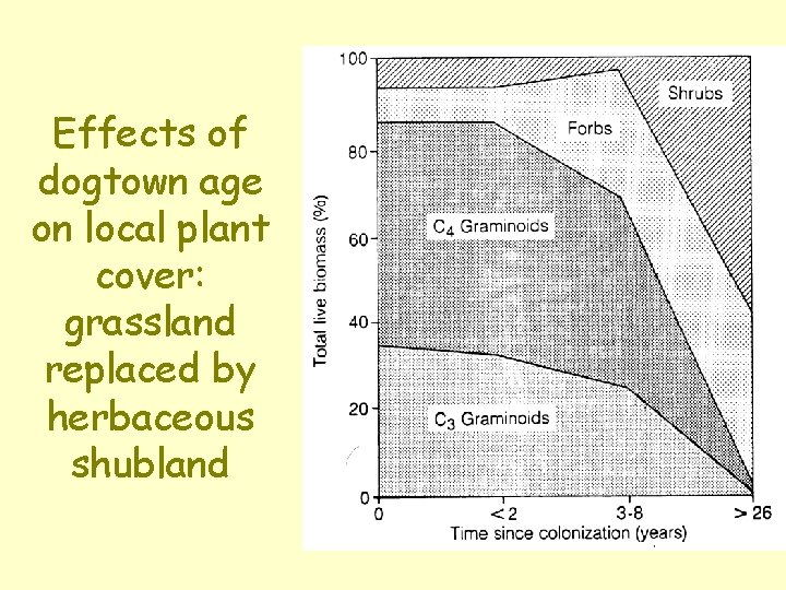 Effects of dogtown age on local plant cover: grassland replaced by herbaceous shubland 