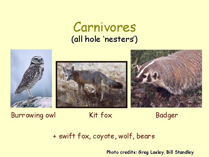 Carnivores (all hole ‘nesters’) Burrowing owl Kit fox Badger + swift fox, coyote, wolf,