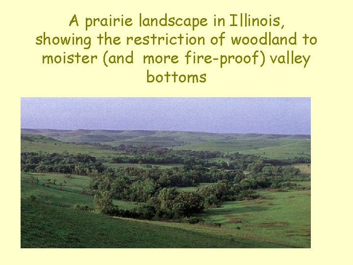 A prairie landscape in Illinois, showing the restriction of woodland to moister (and more