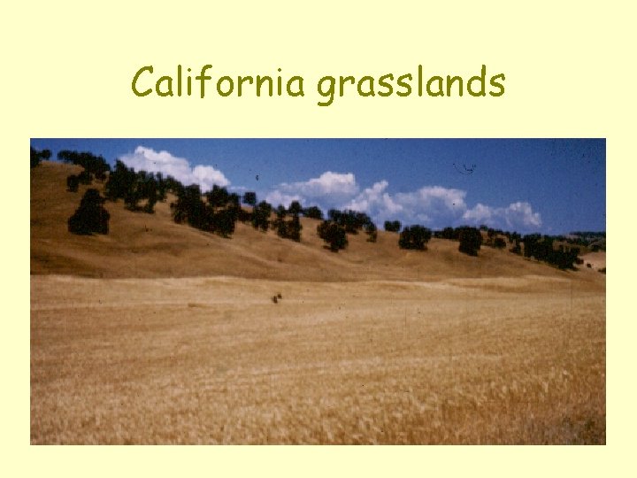 California grasslands 