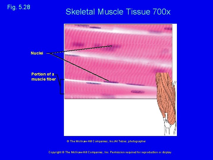 Fig. 5. 28 Skeletal Muscle Tissue 700 x Nuclei Portion of a muscle fiber