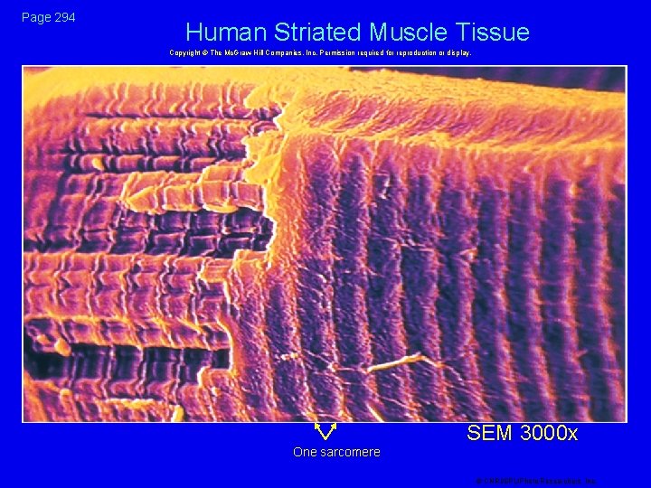 Page 294 Human Striated Muscle Tissue Copyright © The Mc. Graw-Hill Companies, Inc. Permission