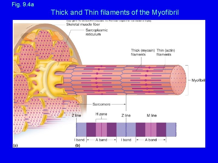 Fig. 9. 4 a Thick and Thin filaments of the Myofibril 